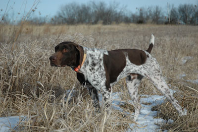 German shorthaired pointer sales breeders midwest